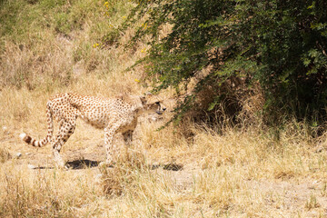 Cheetah walking in the grass