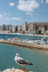 Fototapeta na wymiar A yellow legged gull (seagull) on the rock, at sea, in the sunrise.