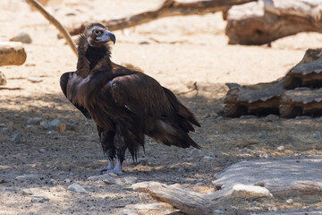 Eurasian black vulture sitting on the ground