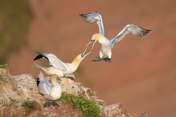 basstölpel sula bassana