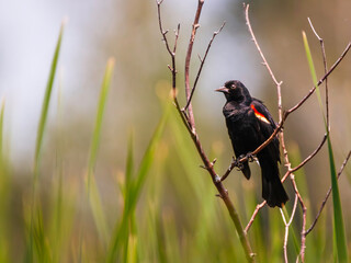 Male red winged blackbird perched on a small branch