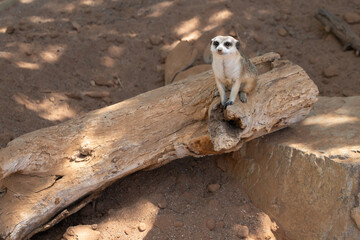 meerkat sitting on a log