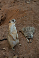 Fototapeta premium meerkat on the lookout
