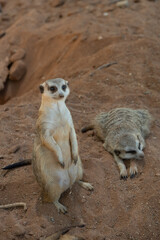 Fototapeta premium meerkat on the lookout