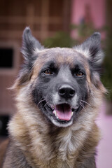 german shepherd dog