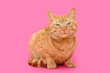 Cute ginger cat on pink background
