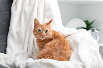Cute ginger cat lying on plaid at home