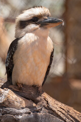 Laughing kookaburra bird close-up