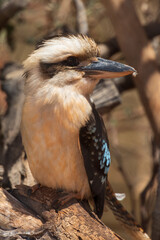 Laughing kookaburra bird close-up