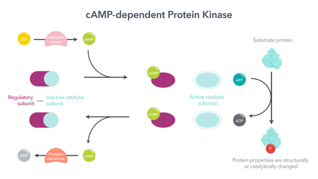 cAMP dependent protein kinases scientific vector illustration