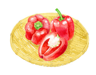 竹ざるに乗った赤色のパプリカ　夏野菜の手描き水彩イラスト素材