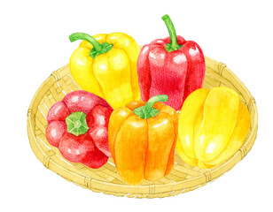 竹ざるに乗ったパプリカ　夏野菜の手描き水彩イラスト素材