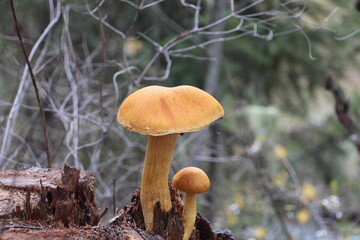 mushrooms in the forest
