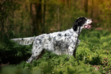 A young beautiful dog of the English Setter breed stands in a rack in the forest in the rays of the morning sun. Hunting in the forest. Hunting dogs.