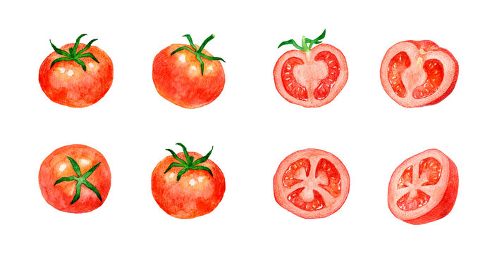 赤色のトマトのセット　夏野菜の手描き水彩イラスト素材