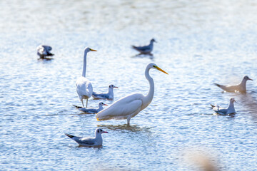 Great Egrets in Longfeng wetland of Daqing city Heilongjiang province, China.
