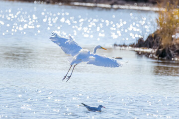 Great Egrets in Longfeng wetland of Daqing city Heilongjiang province, China.