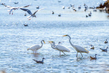 Great Egrets in Longfeng wetland of Daqing city Heilongjiang province, China.