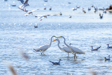 Great Egrets in Longfeng wetland of Daqing city Heilongjiang province, China.