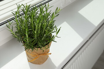 Aromatic green rosemary in pot on windowsill