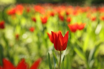 Beautiful red tulips growing outdoors on sunny day, closeup