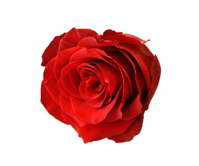 Beautiful fresh red rose isolated on white
