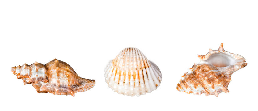 Three seashells isolated cutout on transparent