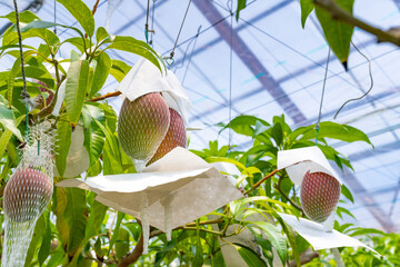 マンゴー畑(ビニールハウス栽培)