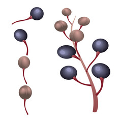 fruit-shaped 2D art image.vector