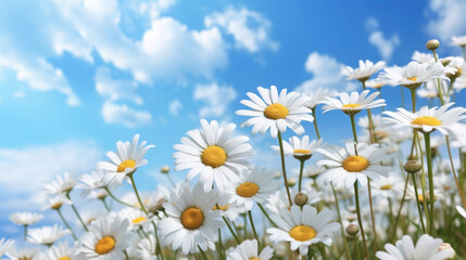 Daisy flower field, sunlight summer time