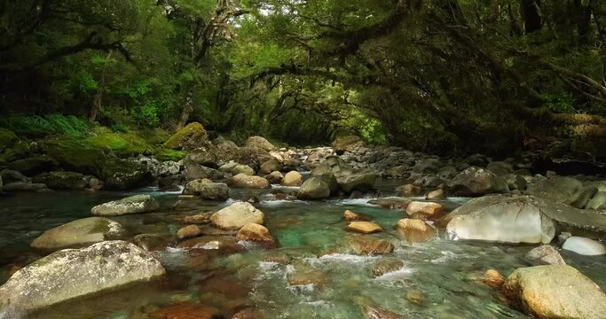 Beautiful rive flowing under a canopy of trees in New Zealand