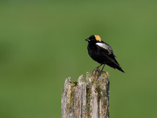 Bobolink on fence post against green background in Spring