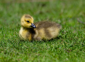 Canada Goose gosling resting in green grass in Spring, closeup portrait