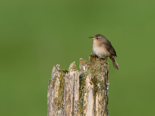 House Wren on fence post against green background in Spring