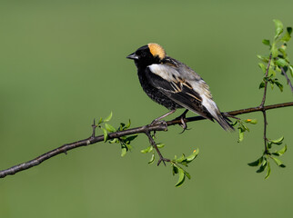Bobolink on tree branch against green background in Spring