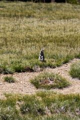 Ground Squirrel Looking Around In Field Yosemite California