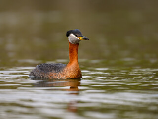 Red Necked Grebe swimming in dark water
