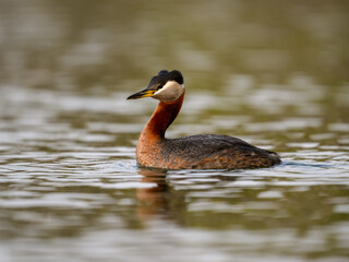 Red Necked Grebe swimming in dark water