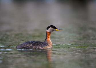 Red Necked Grebe swimming in dark water