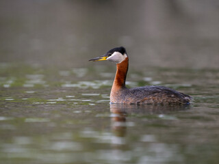 Red Necked Grebe swimming in dark water
