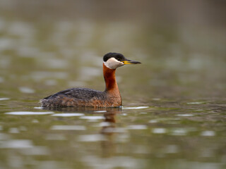 Red Necked Grebe swimming in dark water