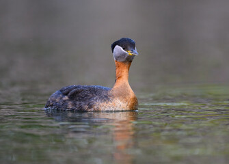 Red Necked Grebe swimming in dark water