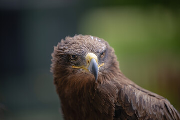 2023-06-20 A CLOSE UP HEAD PHOTO OF A MATURE GOLDEN EAGLE WITH A BLURRY BACKGROUND