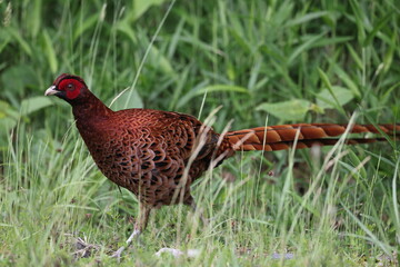 Copper Pheasant (Syrmaticus soemmerringii) ssp.soemmerringii, north Kyushu subspecies, in Japan