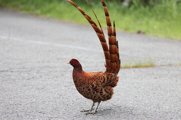 Copper Pheasant (Syrmaticus soemmerringii) ssp.soemmerringii, north Kyushu subspecies, in Japan