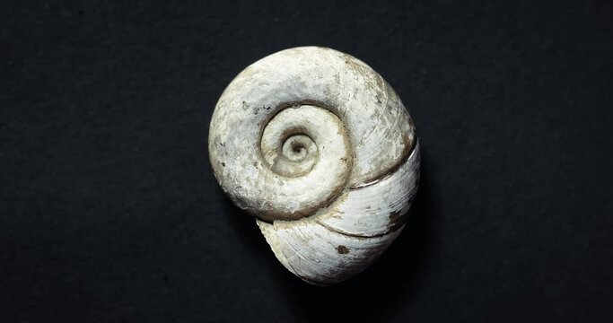Spinning snail gastropod shell macro