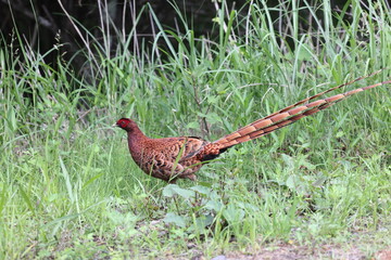 Copper Pheasant (Syrmaticus soemmerringii) ssp.soemmerringii, north Kyushu subspecies, in Japan