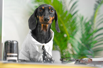 A dachshund dog, dressed in a white office shirt and black tie, sits attentively at a desk.This puppy professional is ready to tackle the workday.