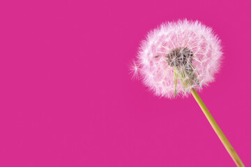 White dandelion on pink background, closeup