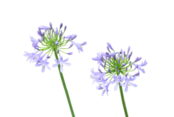 アガパンサス　6月撮影